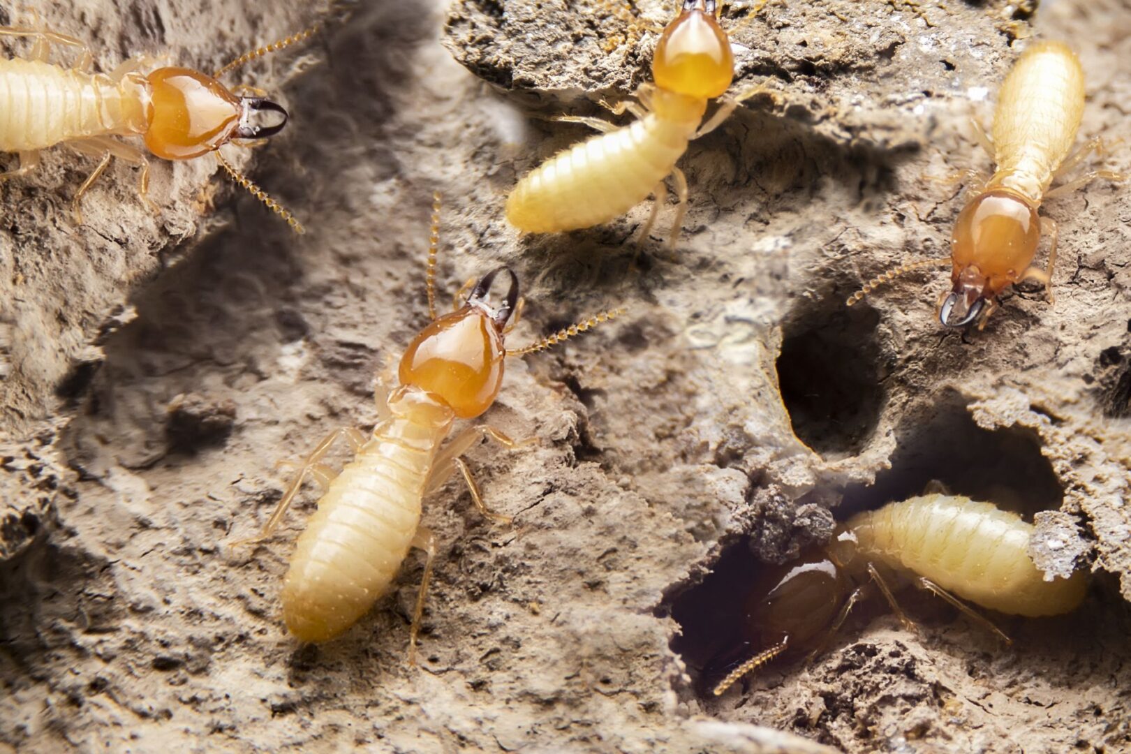 the small termite on decaying timber. The termite on the ground is searching for food to feed the larvae in the cavity.