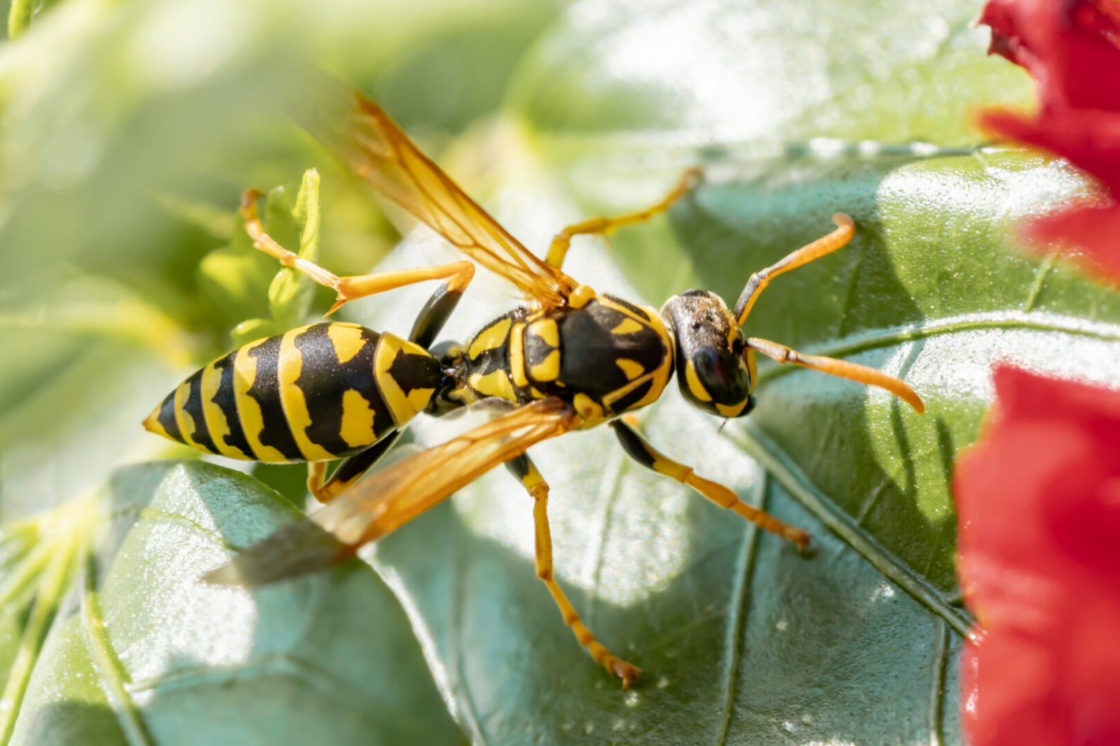 Yellow and black wasp on green leaves.